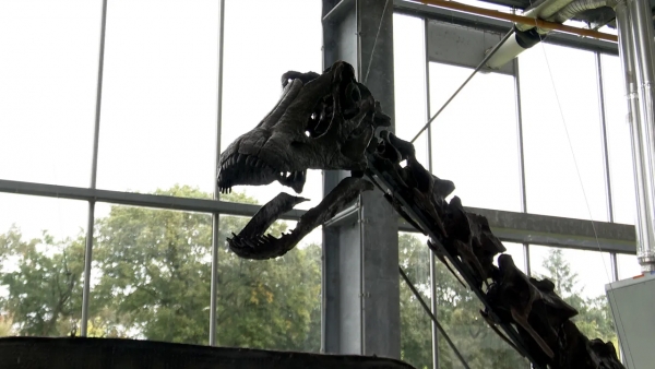 22 meter lange dinosaurus in Oertijdmuseum Boxtel eindelijk erkend als nieuwe soort